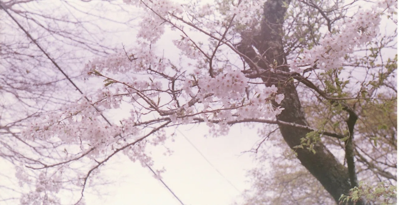 里山の桜 吉野の桜｜フィルム文化を守る会