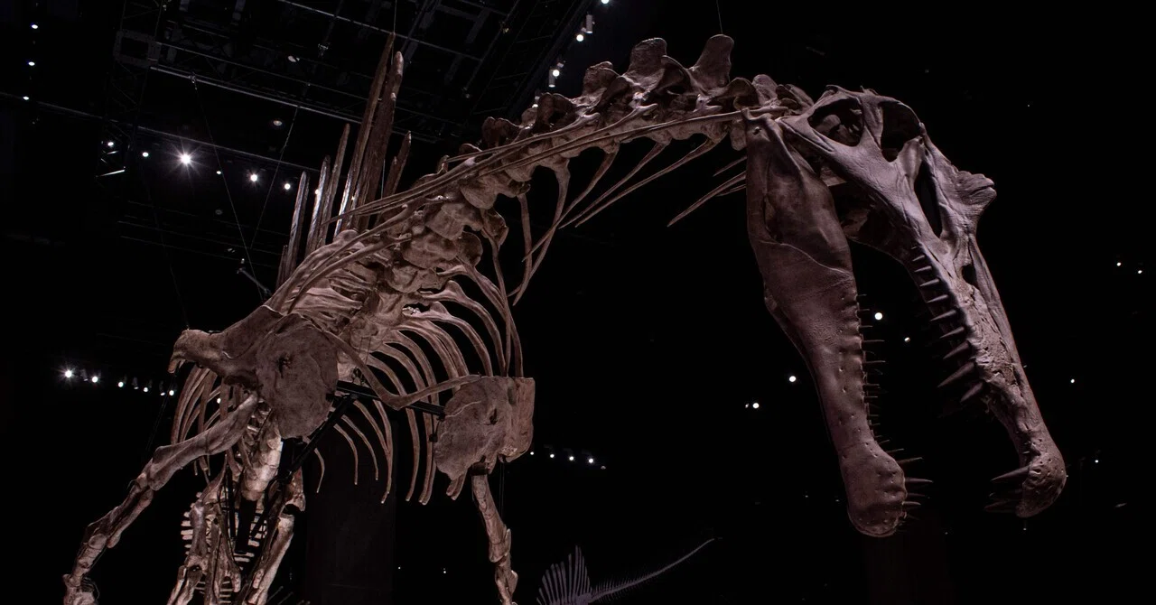 化石　B-19 BSP 1912 Vll 19 (Spinosaurus aegyptiacus)｜やま