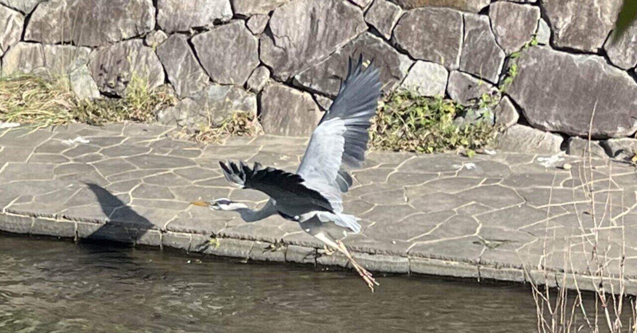 アオサギさん❣️📚sss｜まるまるの虫 カメさん