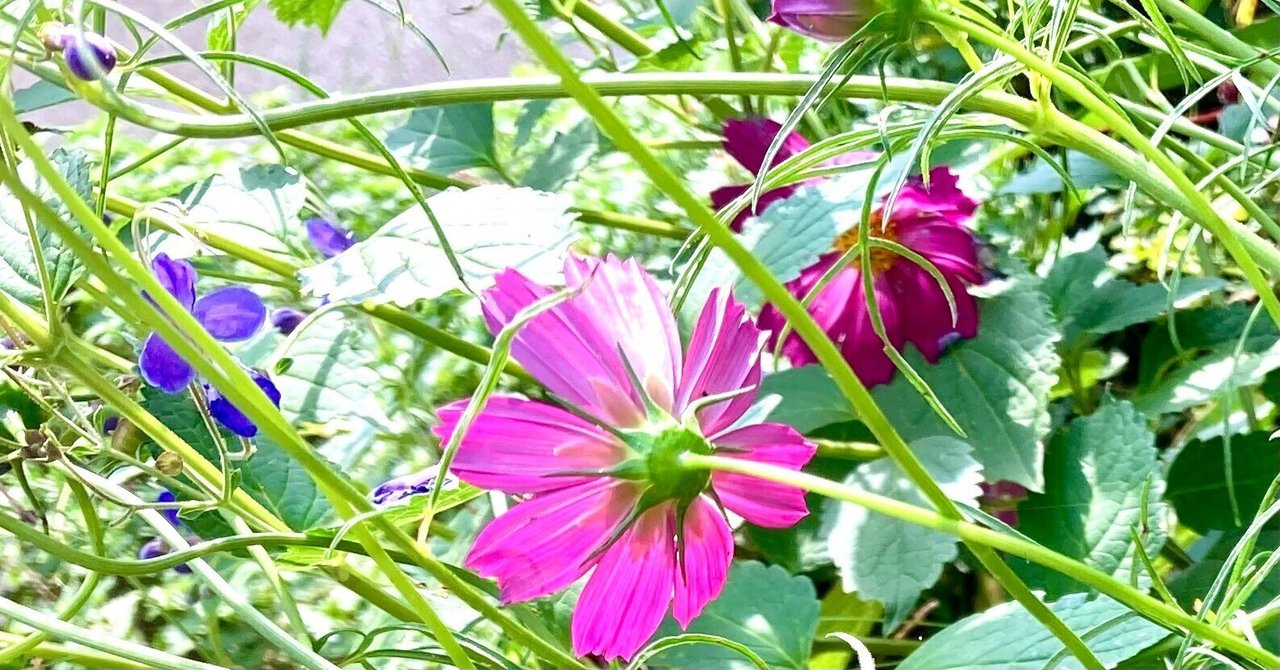 小さな丸い好日+桜の木の下+夏服+秋 そばにいるよ 小さな丸い好日+桜の木の下+夏服+秋 そばにいるよ AIKO /
