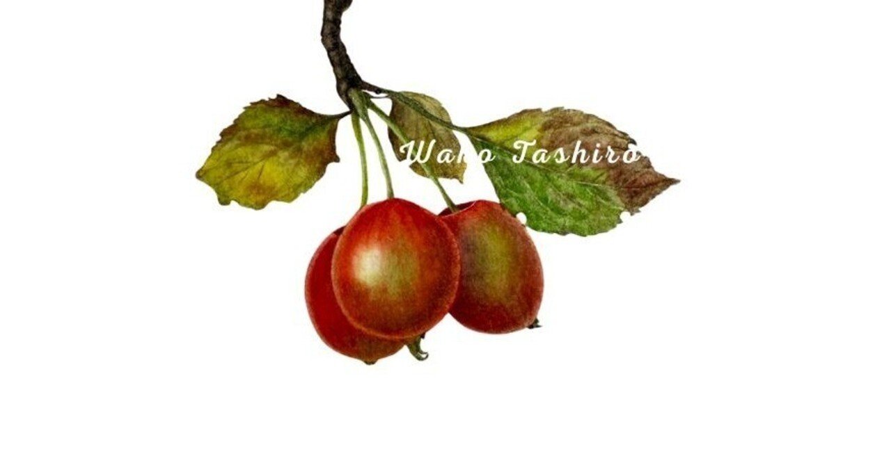 ひめりんご☆プロフィール必読☆ 令和7年出荷受付】ひめかみりんご 約4kg|先行受付 数量限定 りんご