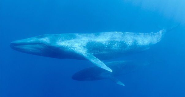 飛ぶ鯨 52Hzの鯨 - 世界で最も孤独な鯨｜MATSURI Creative note