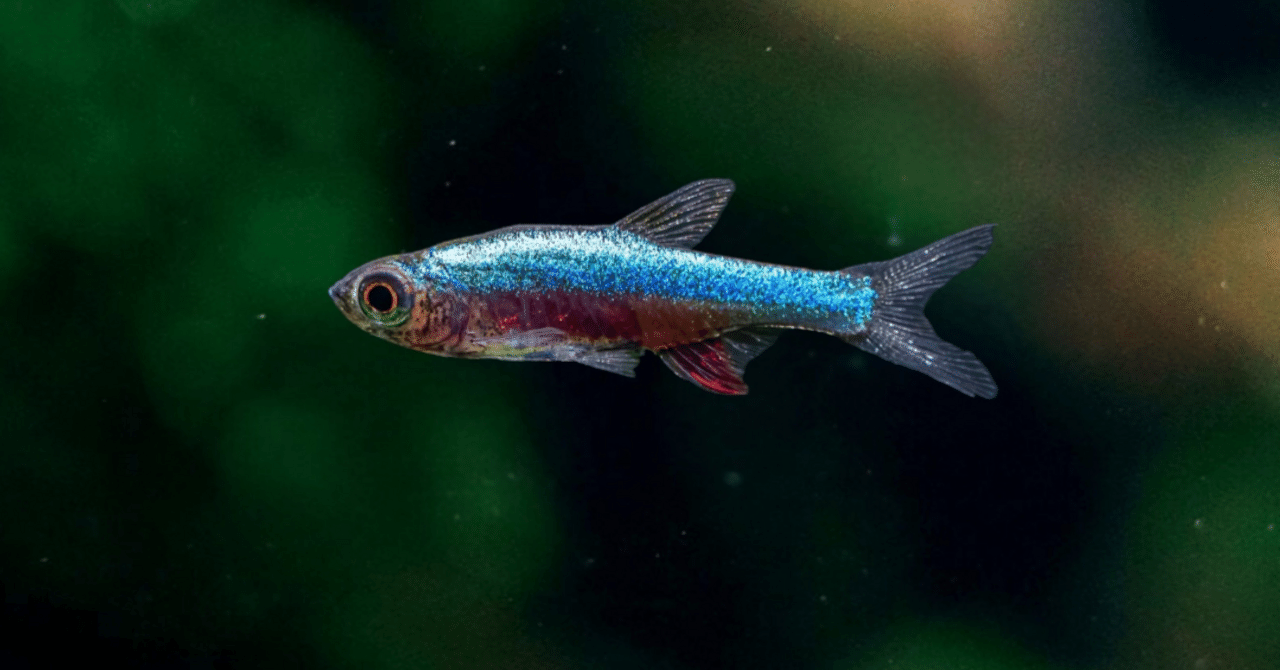 アクセルロッド博士の淡水観賞魚大図鑑 価値ある洋書 | ワイルド☆スターズ