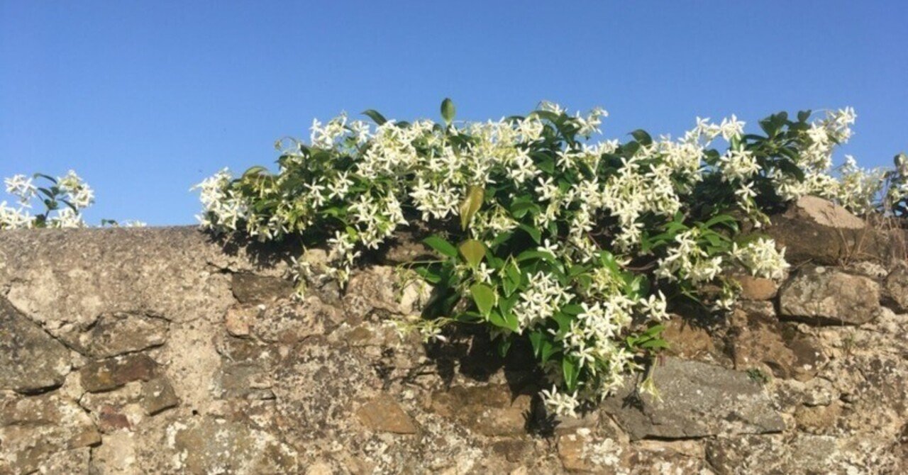 マドンナ / ブーディカ ザ ヴィクトリアス｜Q