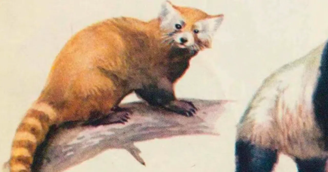 レッサーパンダはアライグマ科なんだよ ぱーと2｜ふもと