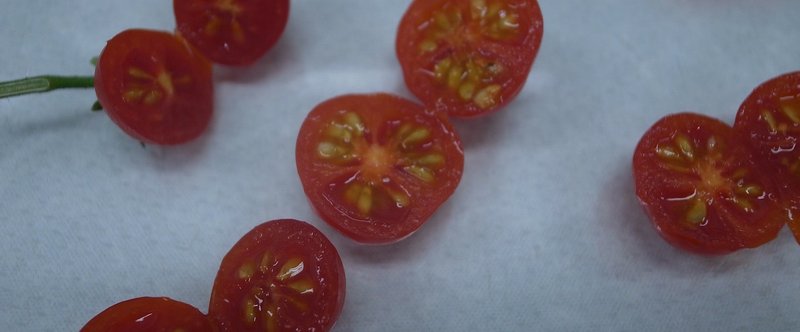 トマト（マイクロトム）の種子の取り方