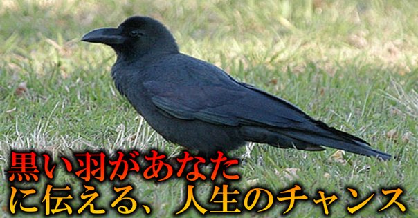 カラスは白い鳥だった!?アポロンと黄金の羽を持つカラスの伝説