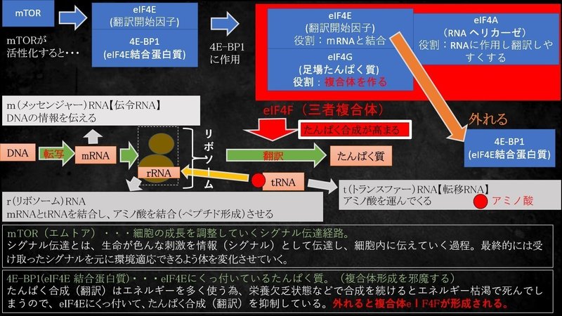 図解 筋トレ基礎知識 栄養学 筋肥大の為のたんぱく質 フリート Note 図解 筋トレ基礎知識 栄養学 筋肥大の為のたんぱく質 フリート Note