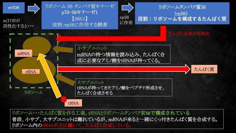 図解 筋トレ基礎知識 栄養学 筋肥大の為のたんぱく質 フリート Note 図解 筋トレ基礎知識 栄養学 筋肥大の為のたんぱく質 フリート Note