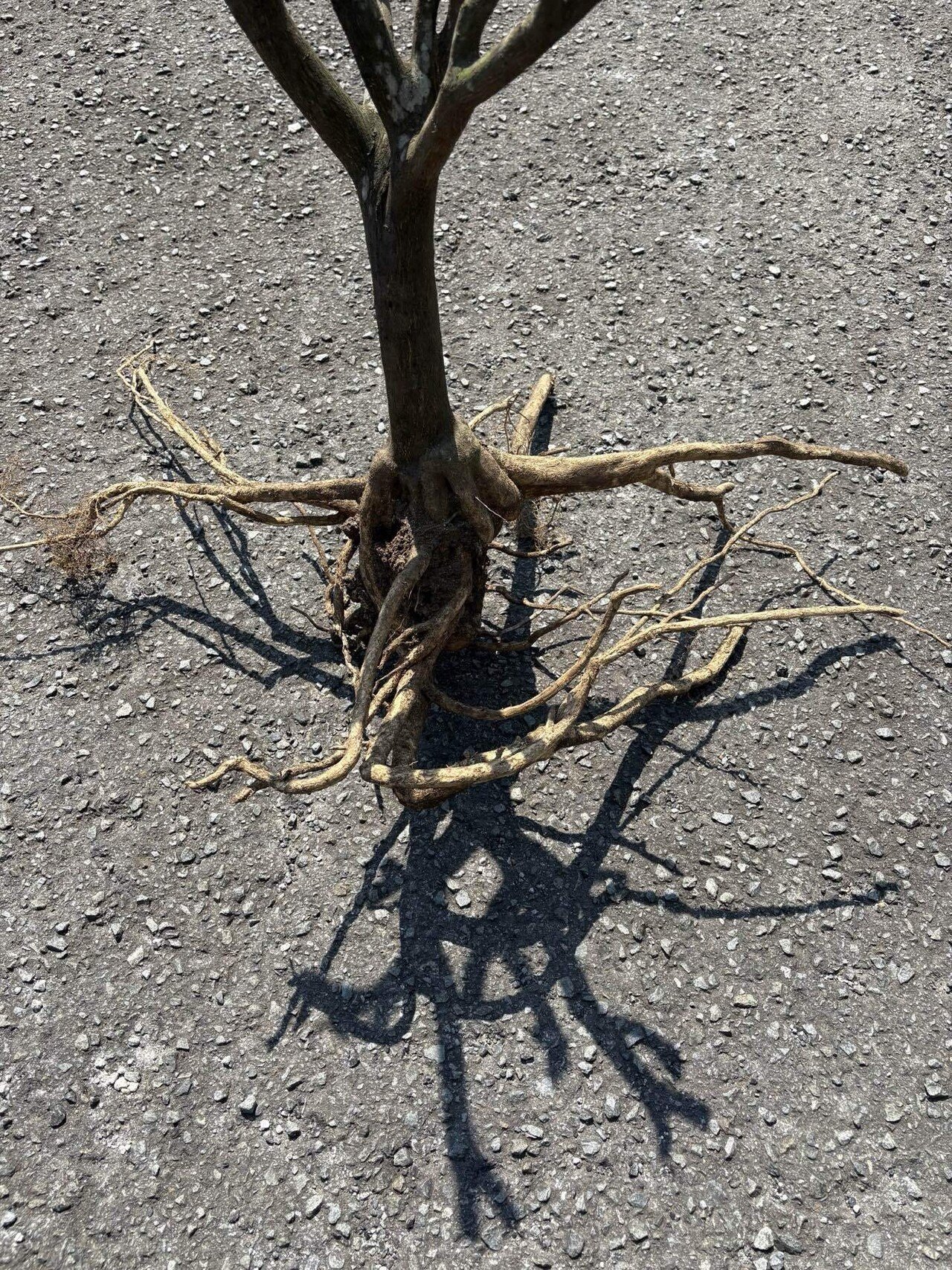アカタブの木の根 アボカドの木の根腐れ？ : r/plantclinic