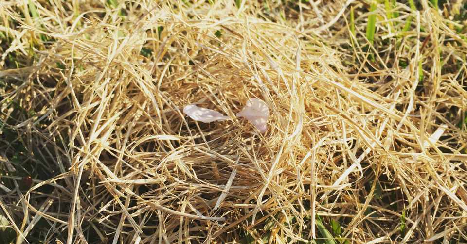 ドラえもんとシュムーに見る東洋と西洋の相対比較 今に見るウィズコロナ社会 Keepitrealstr Note