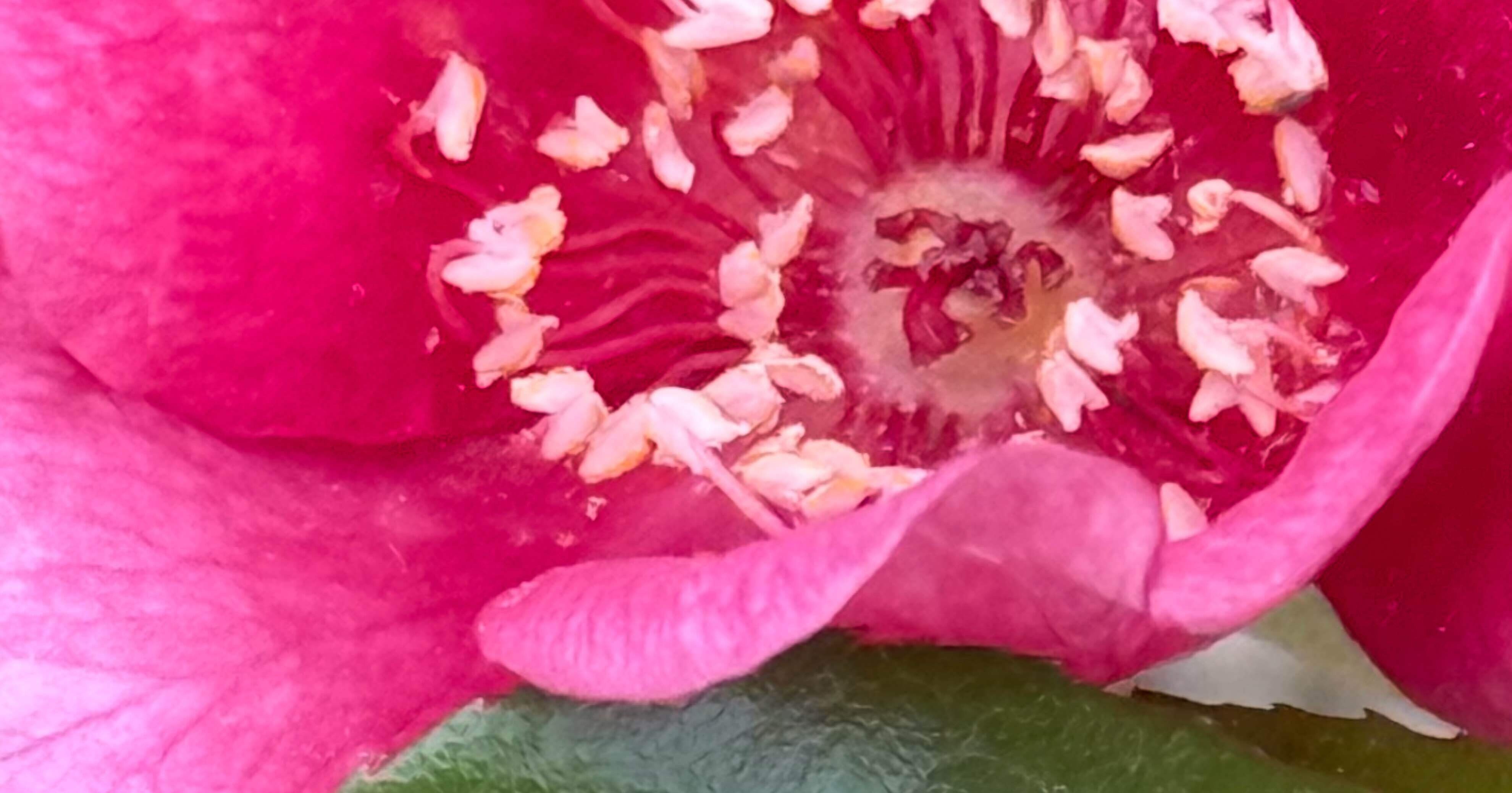 コウシンバラ これなくして現代の薔薇文化は栄えなかったと言われる