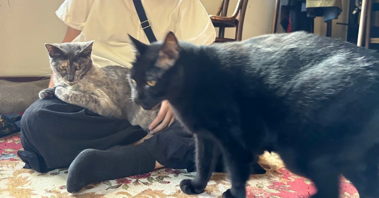 猫専門のヒーラー説 〜伝説の猫なで師にオレはなる！？〜｜ウサキさん☆咲吉（さききち）