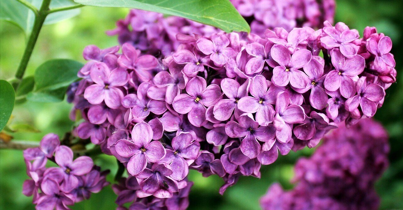 希少 直筆サイン入り ライラック LILAC ライラック | 季節を知らせる、香り高き紫の花｜Fioria｜花とハーブの