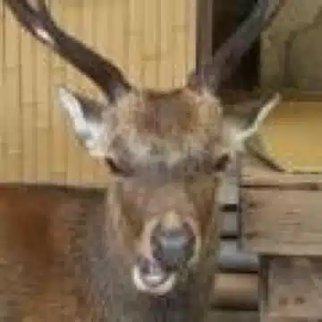 ふーる