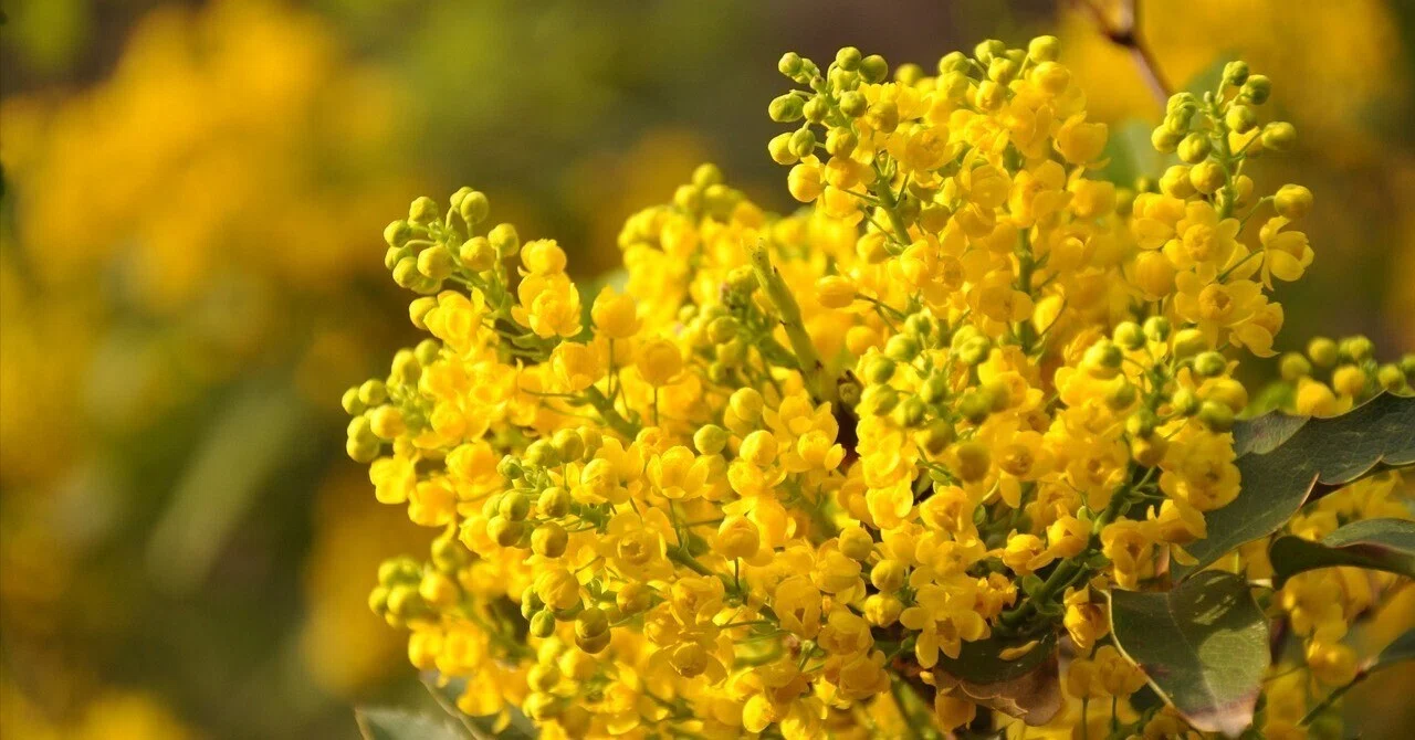 ミモザ | 春のはじまりを告げる、優しき黄色の花｜Fioria｜花とハーブ