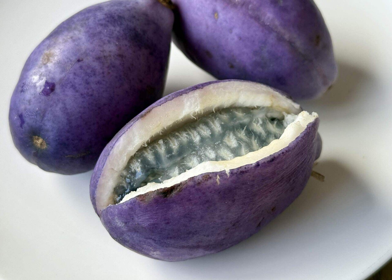 アケビのす 秋が来る、アケビを喰う｜ima studio