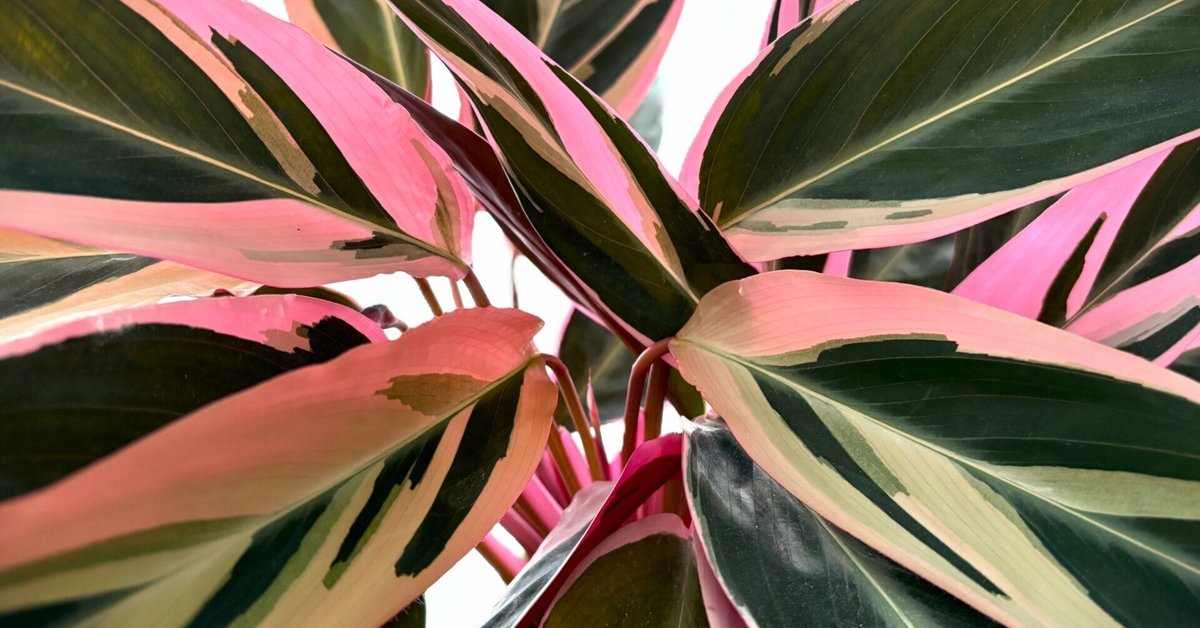 【美苗】激レア　ストロマンテ　トリオスター　斑入り　ゴマ斑　　抜き苗 美苗】激レア ストロマンテ トリオスター 斑入り ゴマ斑 抜き苗 美苗