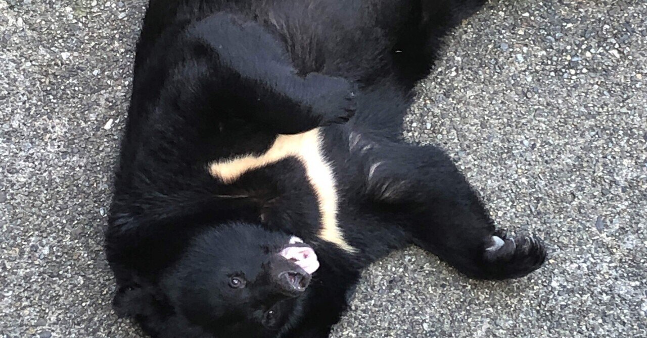 Vol.4『熊(くま)🐻』｜Japanesedojo