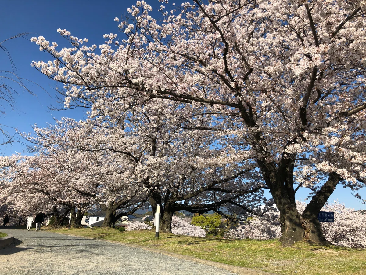 画像24