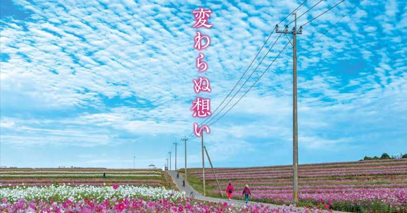 秋の絶景を見に行こう！！〜日本最大級‐三光コスモス園〜｜中津市公式note