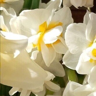 たんぽぽとらら