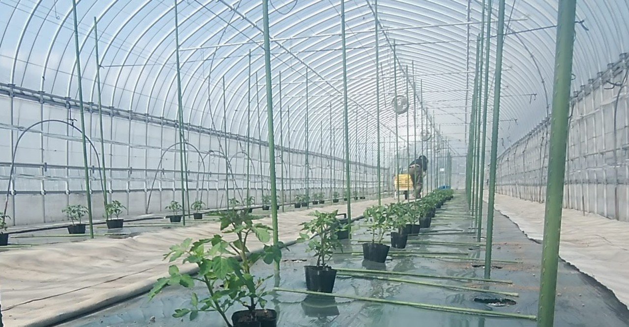 半促成ミニトマトが始まりました。｜オオハラケイ＠鳥取で新規就農