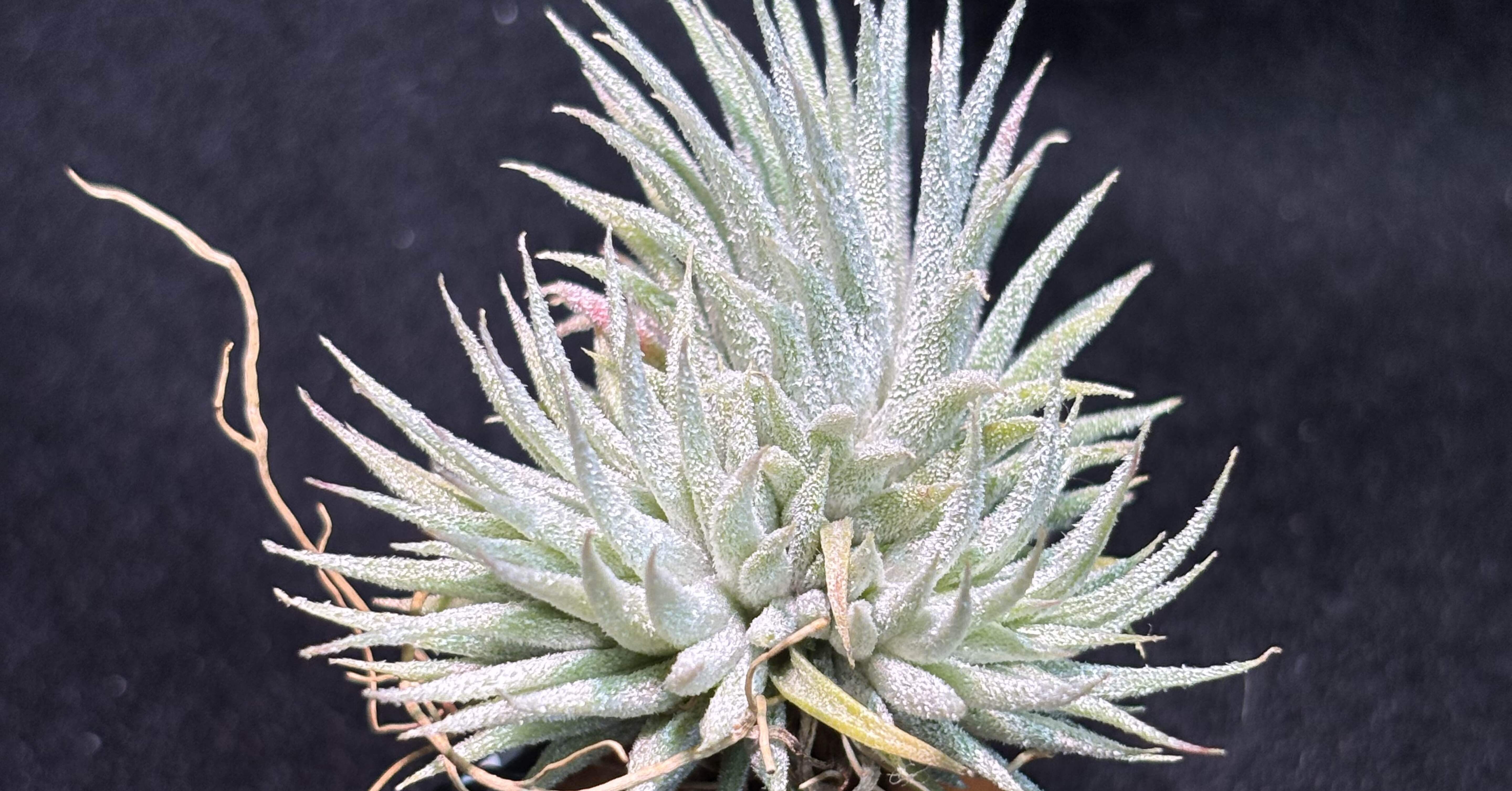 Tillandsia Ionantha Special Selection 速達 Yahoo!オークション - Tillandsia ionantha 'Special Selection
