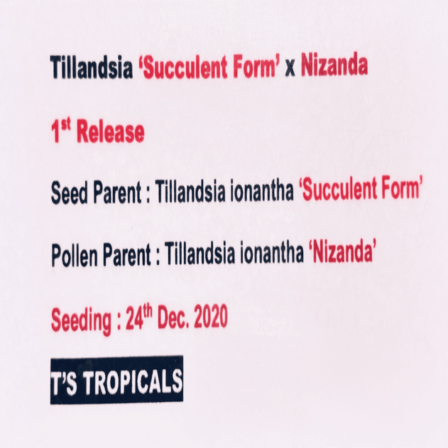 Succulent Form' x Nizanda T'S TROPICALS｜sioncolorwheel