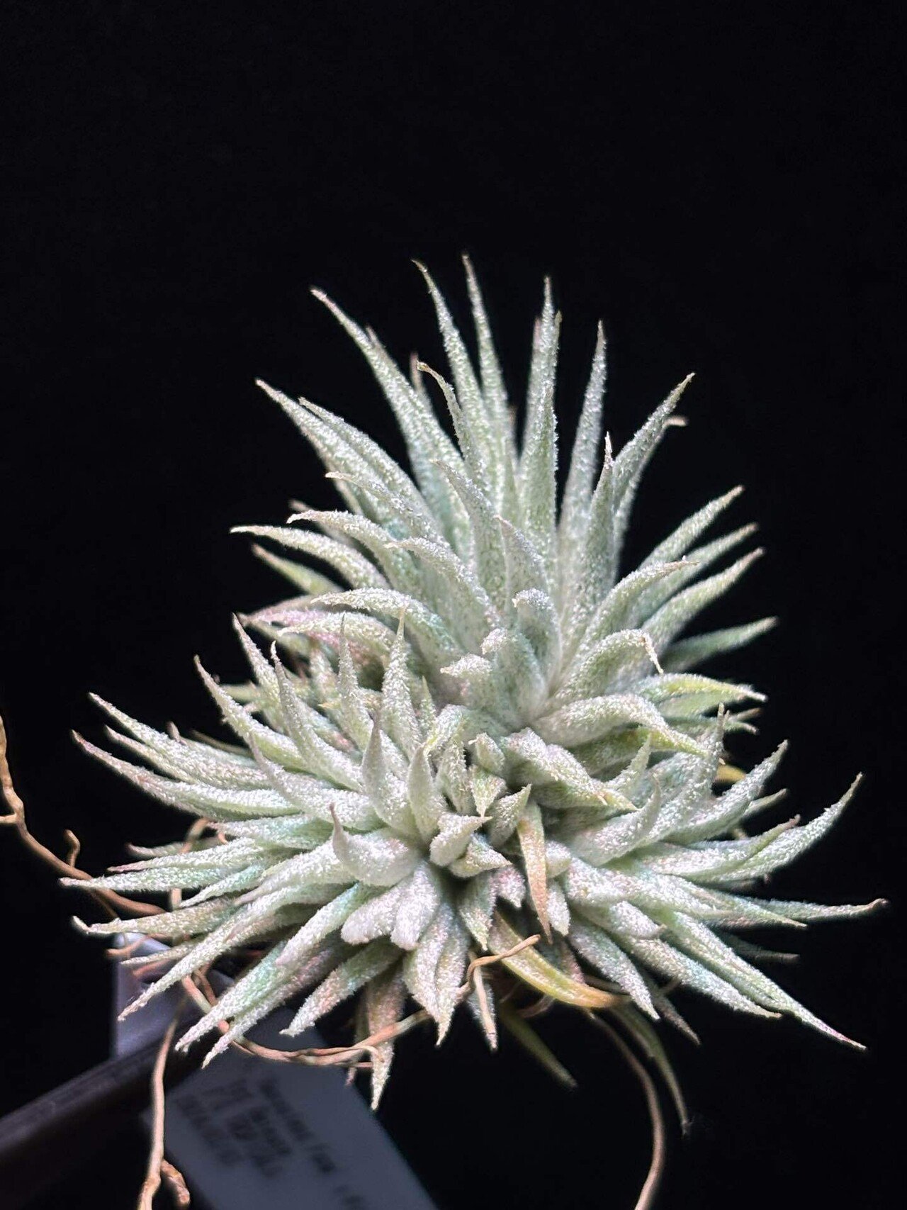 Succulent Form' x Nizanda T'S TROPICALS｜sioncolorwheel