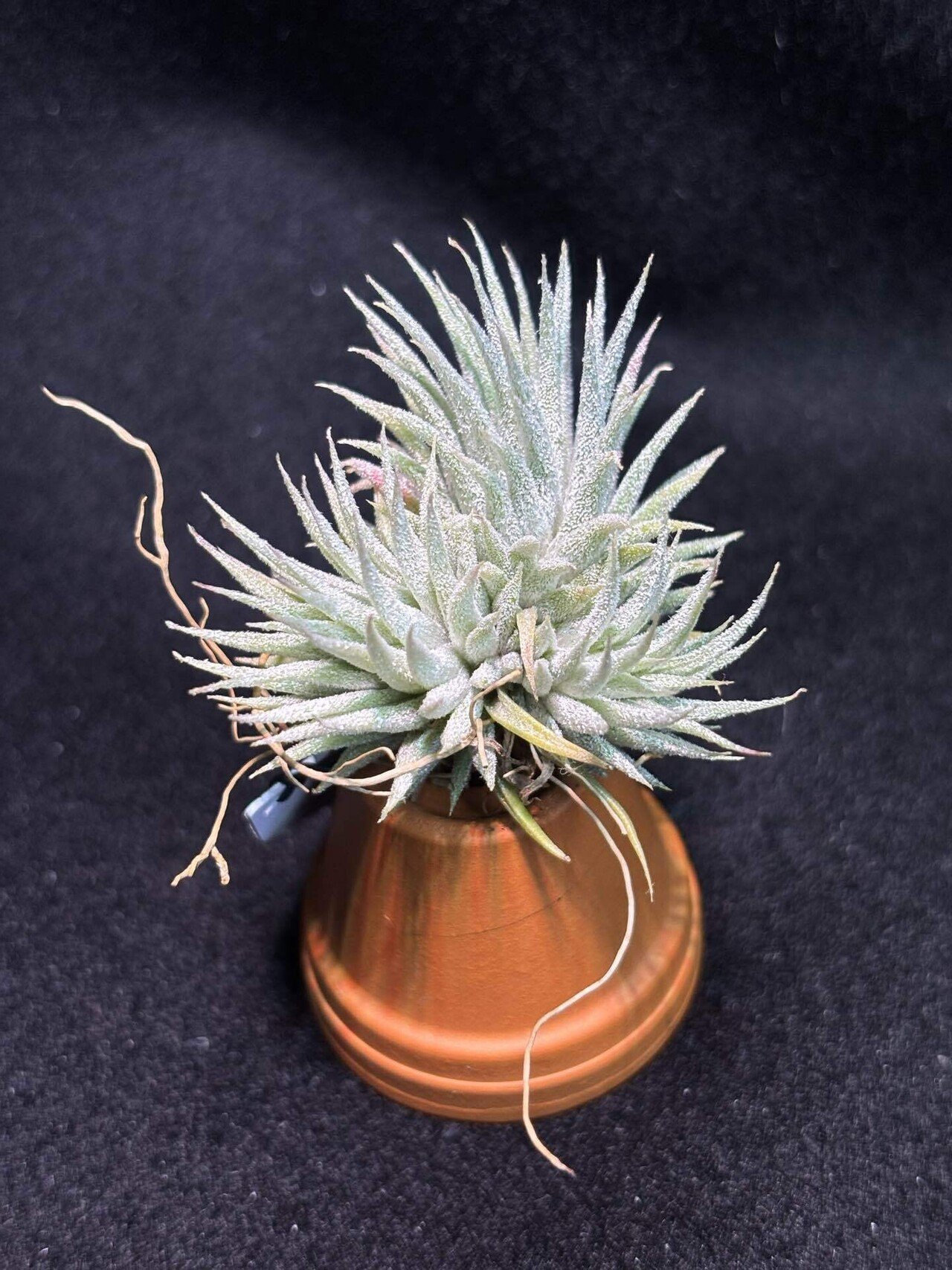 Succulent Form' x Nizanda T'S TROPICALS｜sioncolorwheel