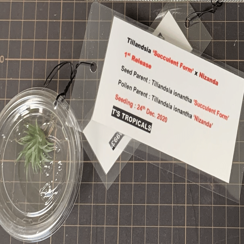 Succulent Form' x Nizanda T'S TROPICALS｜sioncolorwheel