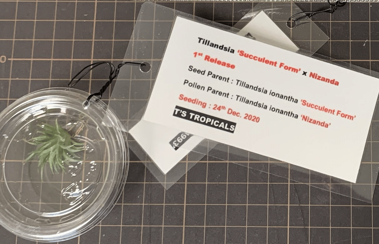 Succulent Form' x Nizanda T'S TROPICALS|sioncolorwheel Succulent Form' x Nizanda T'S TROPICALS|sioncolorwheel