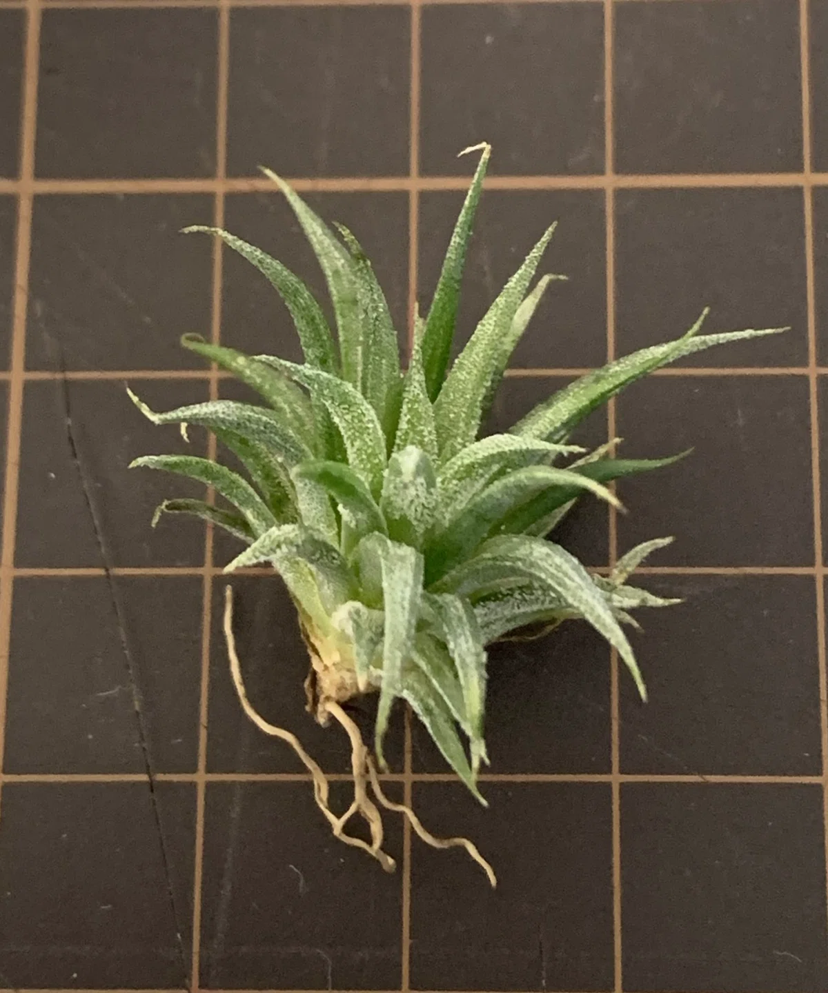 しばらくラストT. ionantha Nizanda T'S TROPICALS Succulent Form' x Nizanda T'S TROPICALS｜sioncolorwheel