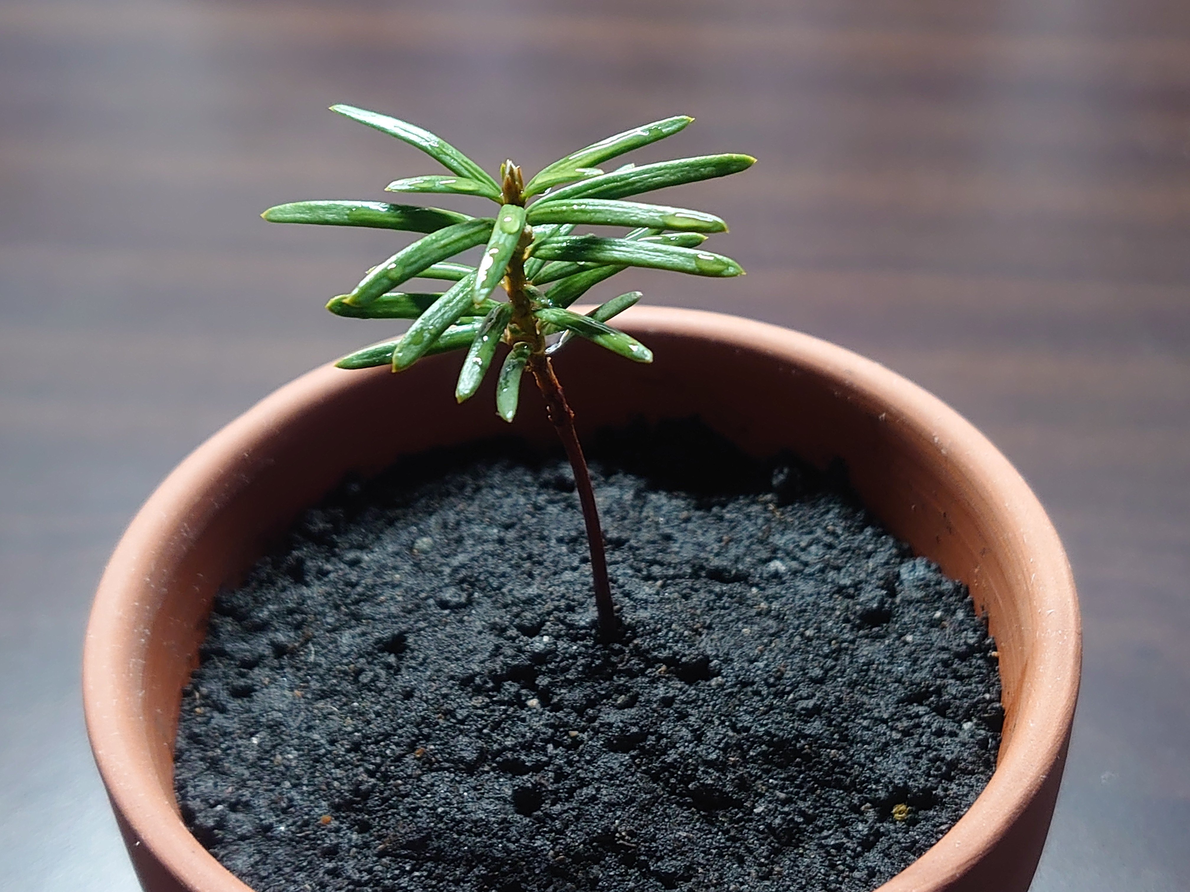 オンコ』の正式名称は『イチイ』｜ぴぃぴ