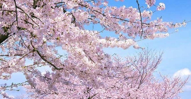 桜が人を魅了する理由 長澤翼 note