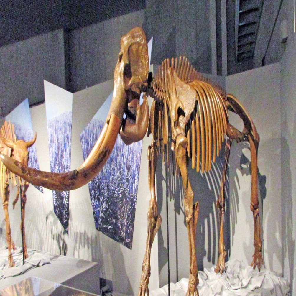 第3章 氷河期の日本列島―古本州島：特別展「氷河期展 〜人類が見た4万