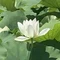 心に咲くことだま