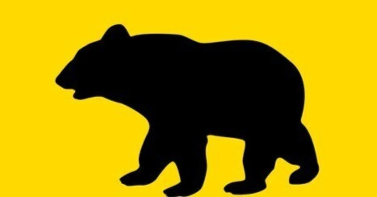 2025.7 北海道（北と東）の旅 2日目ヒグマに会う｜ゆき