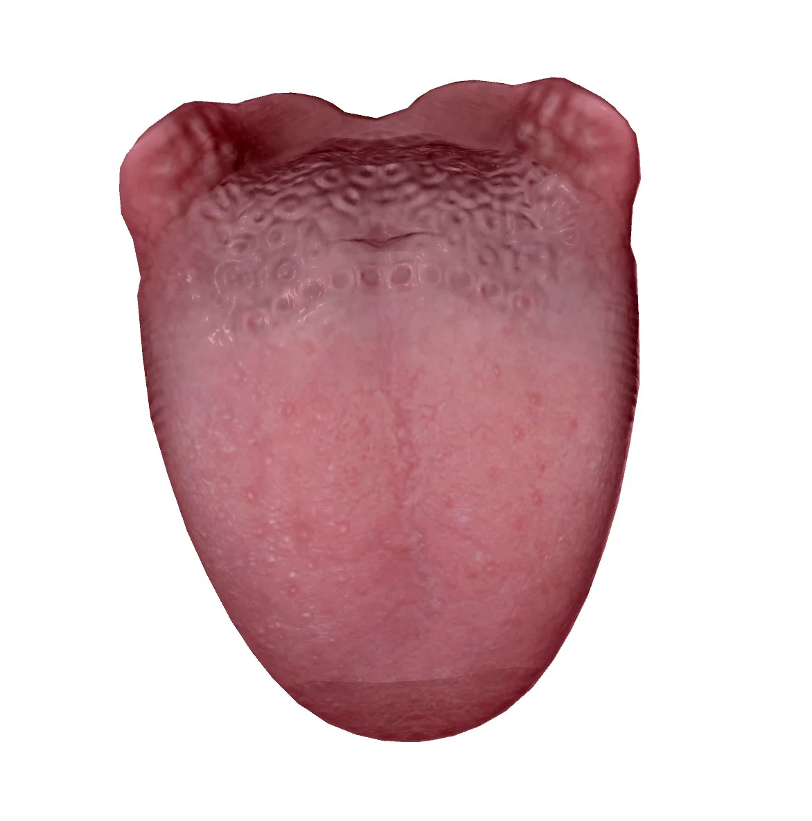舌の解剖学👅見えてる舌だけじゃないよー！｜いびき、歯ぎしり、食いばり、二重顎、たるみは調舌トレーナーにおまかせ！！