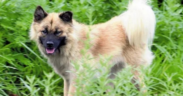 試し読み】野良犬イギー｜JUMP j BOOKS