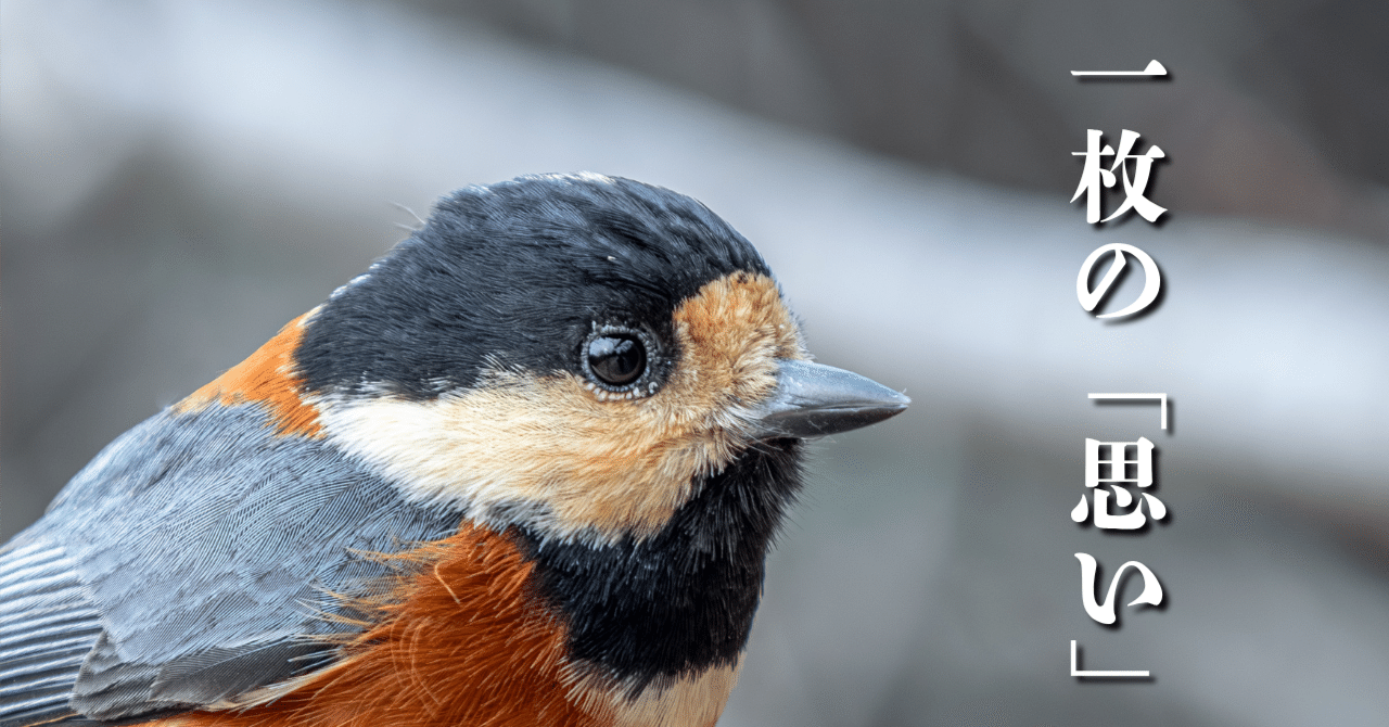 みなさんの写真一枚に込める思いとは何ですか｜もみじ卍ゅう