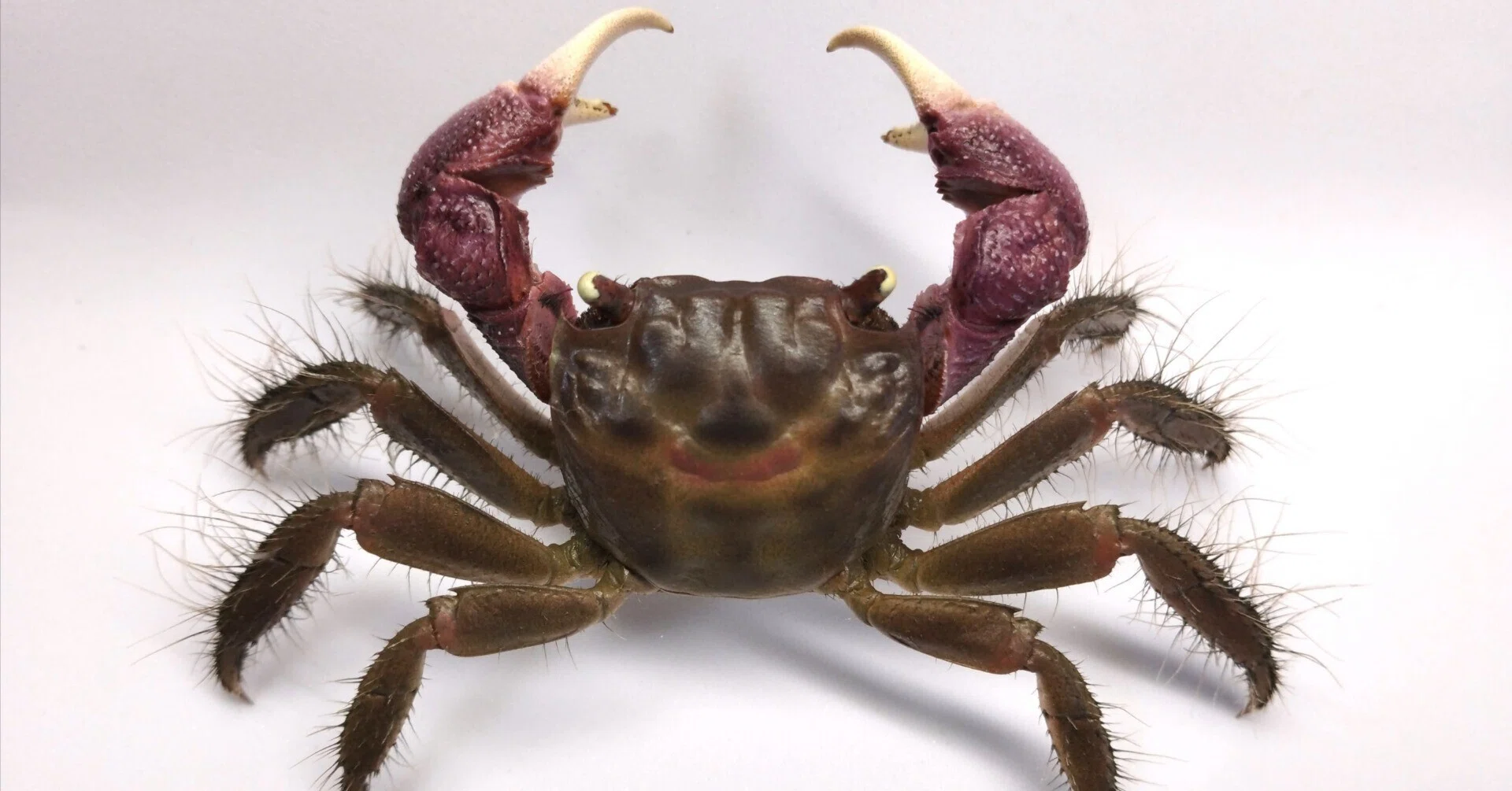 クロベンケイガニの剥製を作ってみた｜魚道部！/ 剥製師 力石眞弘