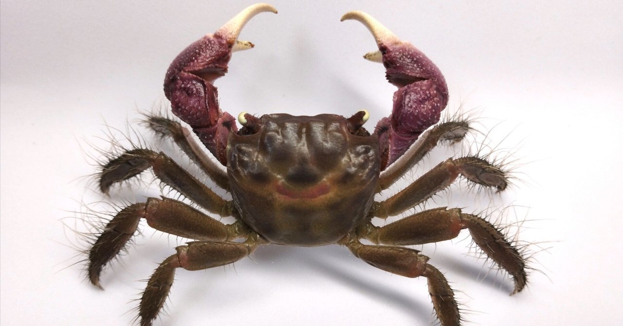 フィリピン産 ツノナガコブシガニ 蟹 カニ 標本 剥製 ツノナガコブシガニ | マンぶーンの生活 4ぉうす フィリピン産