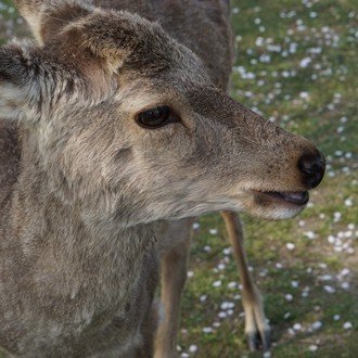 鹿ちゃん 競輪予想 Note 鹿ちゃん 競輪予想 Note