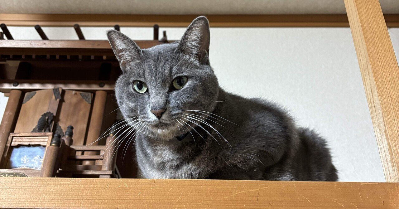 ネコ 猫用おもちゃ ねこねこトンネル BOX＋T字セット P103428