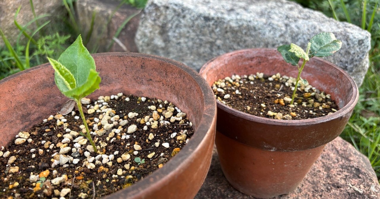 ビワ 8年生 実生苗 種から育てました。 ビワ 8年生 実生苗 種から育てました。 小さい 観葉 植物