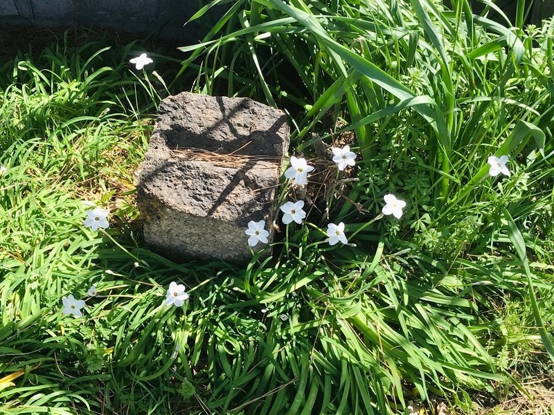 桜の季節に思い出す人のことなど つたみ千秋 Note
