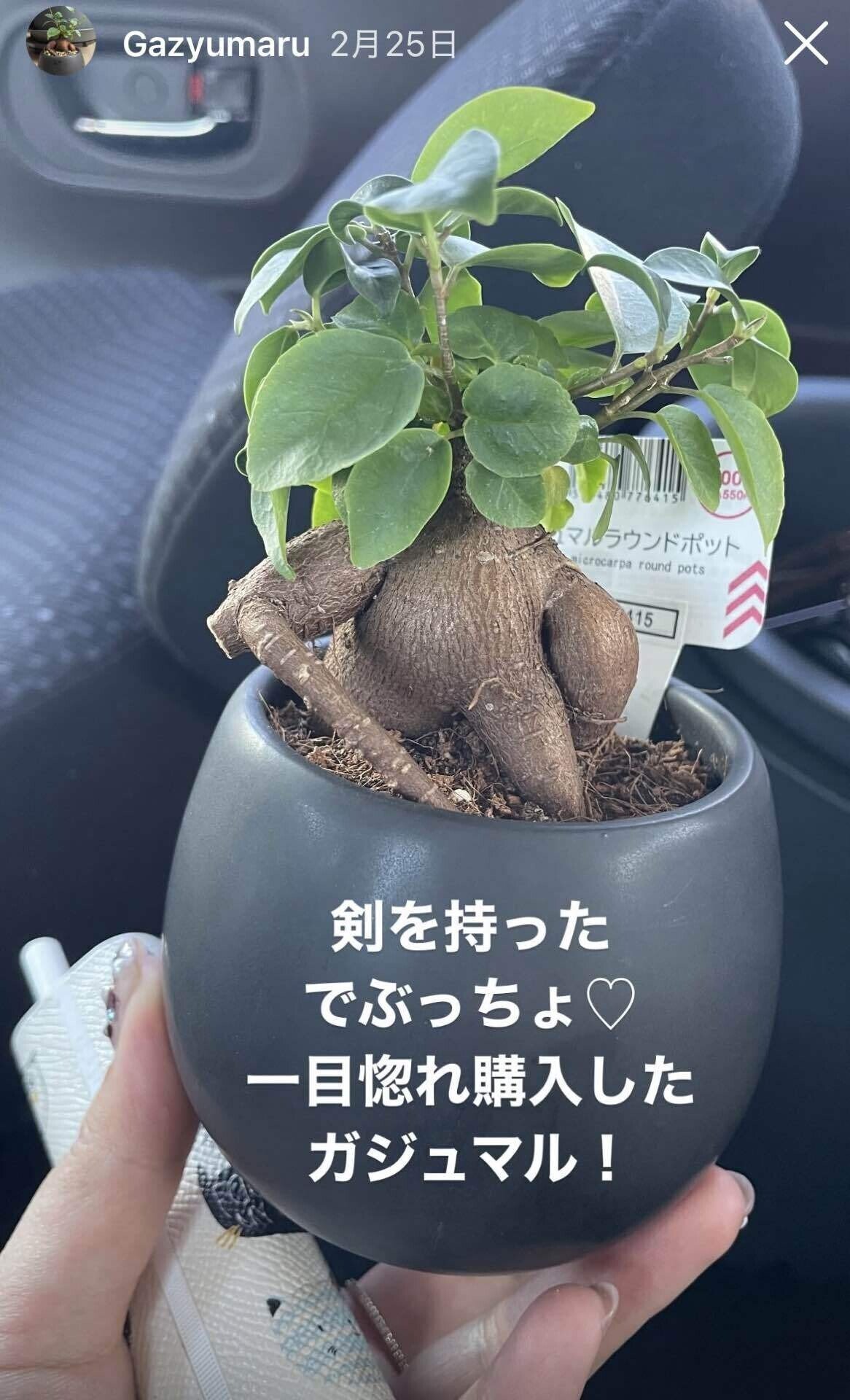 沖縄産ガジュマル　ツインテール　石抱き スライム抱き(石抱き)のガジュマルを作りたい！｜だらミ