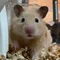 かめきち